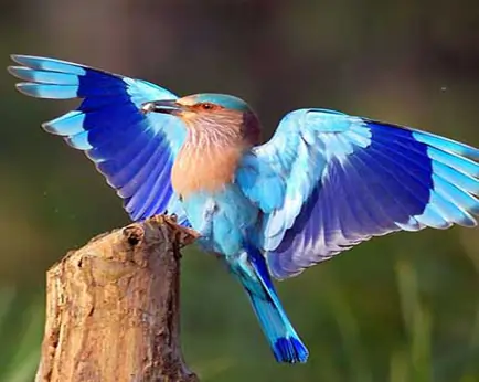 Bandhavgarh Park - Bird Watching