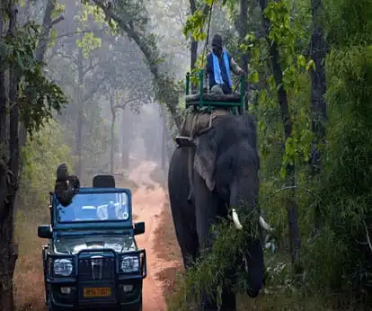Bandhavgarh Park - Elephant Safari