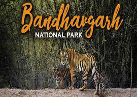 Bandhavgarh Holiday Tour with 2 Jeep Safari